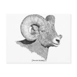 Bighorn Sheep Postcard