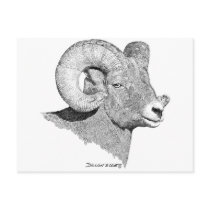 Bighorn Sheep postcards