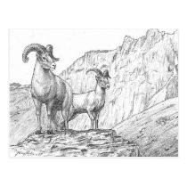 Bighorn Sheep Postcard postcards