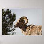 Bighorn Sheep Poster