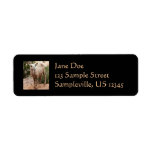 Bighorn Sheep Return Address Label
