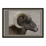 Bighorn Sheep Wildlife