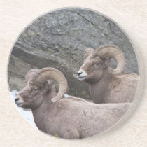 Bighorn Sheeps Drink Coaster