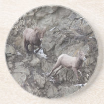 Bighorn Sheeps Beverage Coaster