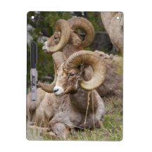 Bighorn Sheeps Rams Dry Erase Board