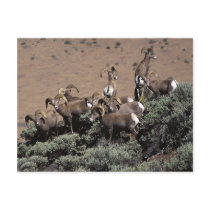 bighornspivey postcards