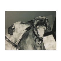 bigmouth postcards