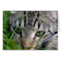 Bijou Eyes cards