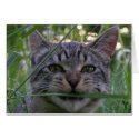 Bijou Grass cards