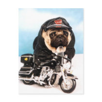 Biker Pug Dog Post Cards