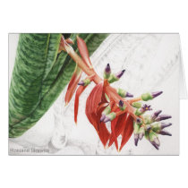 Bilbergia bromelia cards