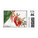 Bilbergia sp postage
