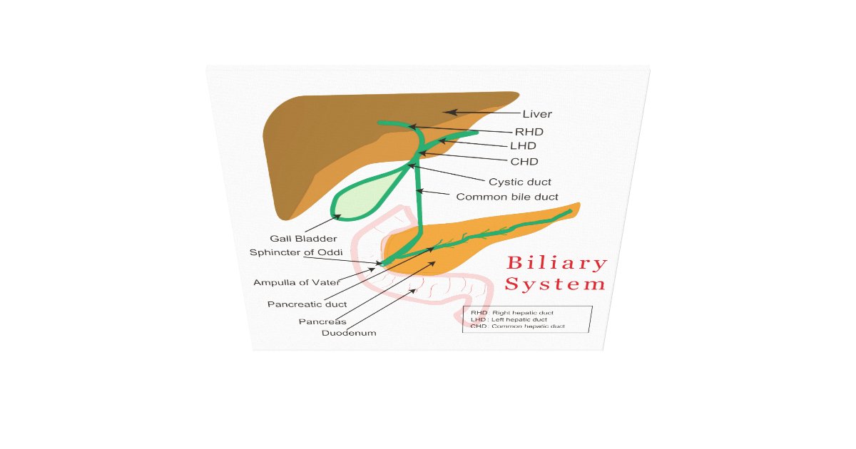 diagram of bile duct system biliary system diagram chart bile duct canvas print zazzle diagram of bile duct system biliary system diagram chart bile duct canvas print zazzle