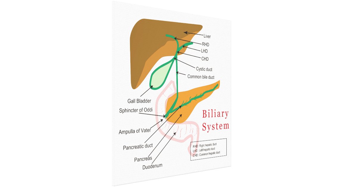 diagram of bile duct system biliary system diagram chart bile duct canvas print zazzle diagram of bile duct system biliary system diagram chart bile duct canvas print zazzle