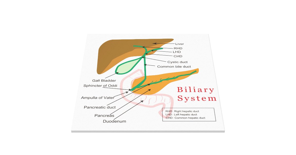 diagram of bile duct system biliary system diagram chart bile duct canvas print zazzle diagram of bile duct system biliary system diagram chart bile duct canvas print zazzle