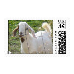 Billy Goat 2 Postage