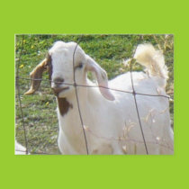 Billy Goat 2 Postcard postcards