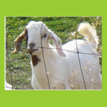 Billy Goat 2 Postcard postcards