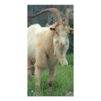 Billy Goat Gruff Photo Card Template