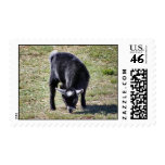 Billy Goat Stamps