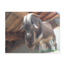 Billy Goat postcards