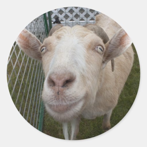 Billy Goat Round Stickers