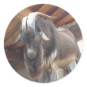 Billy Goat stickers