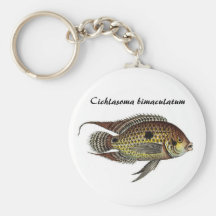 Bimaculatum de Bloch - de Cichlasoma Llaveros Personalizados