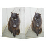 binder 1 fat cat black kitten