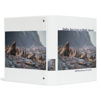 Binder / Steller Sea Lions on Buldir Island by moxieann
