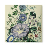 Bindweed, plate 26 from 'The Ladies Magnet