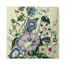 Bindweed, plate 26 from 'The Ladies Magnet