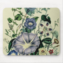 Bindweed, plate 26 from 'The Ladies Mousepad