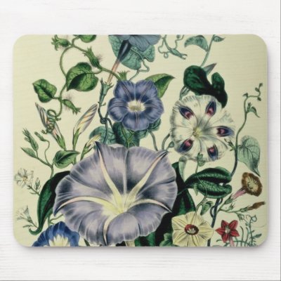 Bindweed, plate 26 from 'The Ladies Mousepad by bridgemanart