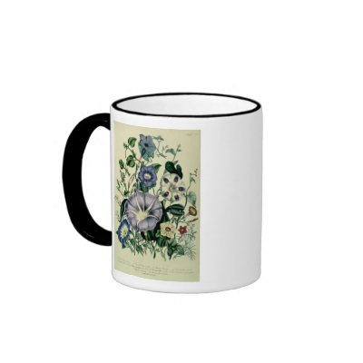 Bindweed, plate 26 from 'The Ladies Mug by bridgemanart