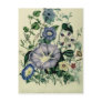 Bindweed, plate 26 from 'The Ladies Postcards