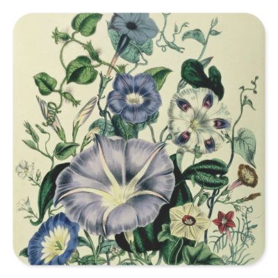 Bindweed, plate 26 from 'The Ladies Stickers by bridgemanart