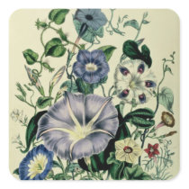 Bindweed, plate 26 from 'The Ladies Stickers