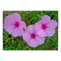 Bindweed Wildflower Series Cards