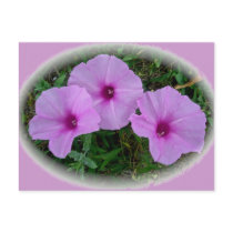 Bindweed Wildflower Series Post Cards