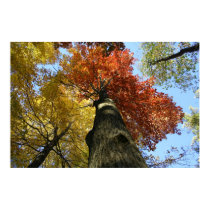 Binghamton October posters