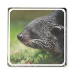 Binturong Bear Magnet