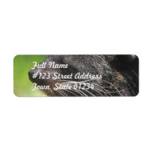Binturong Bear Mailing Label