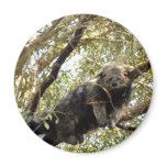 Binturong Bearcat Magnets