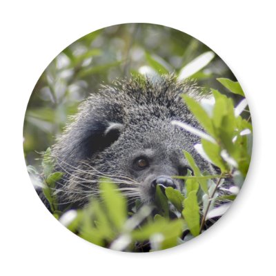 Binturong Bearcat Magnets by LaWannaMitchell