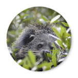 Binturong Bearcat Magnets