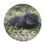 Binturong Bearcat Magnets
