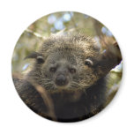 Binturong Bearcat Magnets