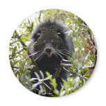 Binturong Bearcat Magnets