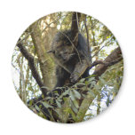 Binturong Bearcat Magnets